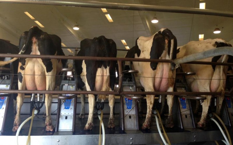 krowy do metanu